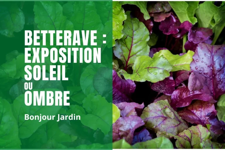 Quelle exposition pour la betterave ?