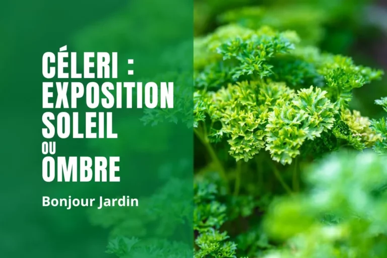 Quelle exposition pour le céleri ?