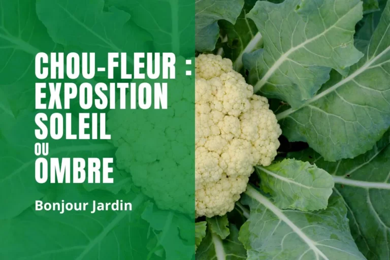 Quelle exposition pour le chou-fleur ?