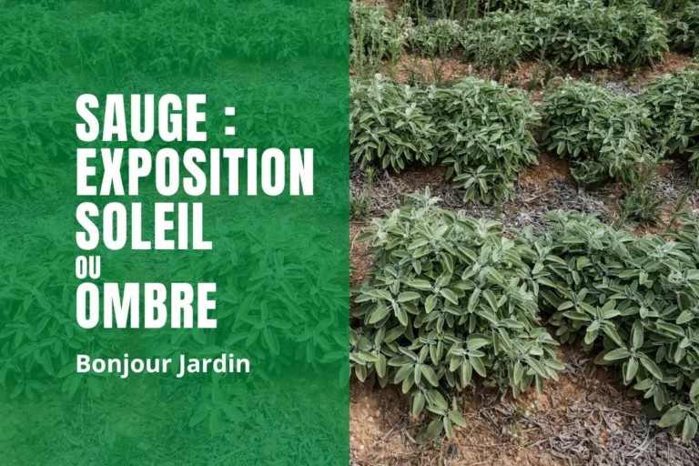 Quelle exposition pour la sauge ?