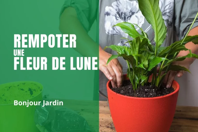 rempoter une fleur de lune