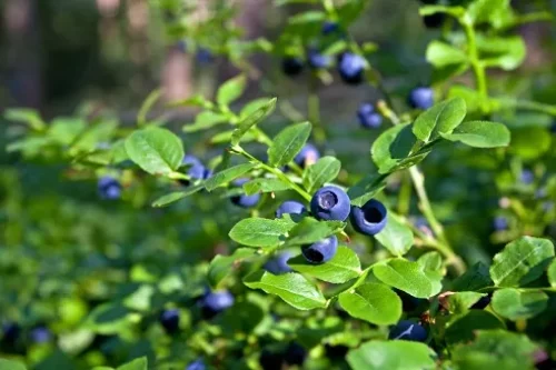 Réussir l’arrosage du myrtillier