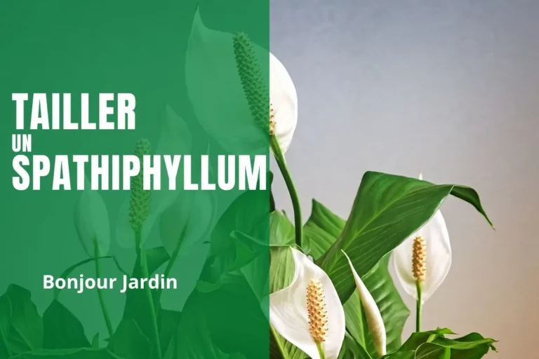 tailler un spathiphyllum