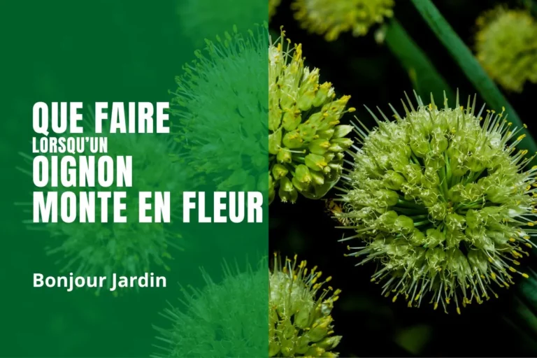 Que faire lorsqu’un oignon monte en fleur