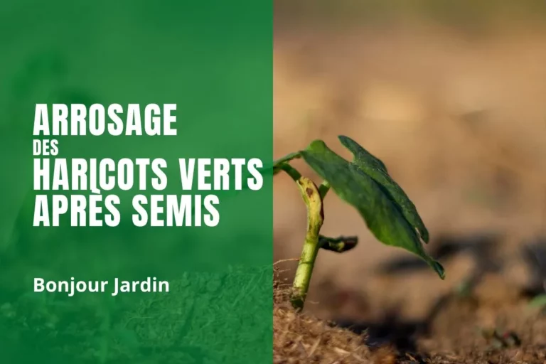 L'arrosage des haricots verts après semis