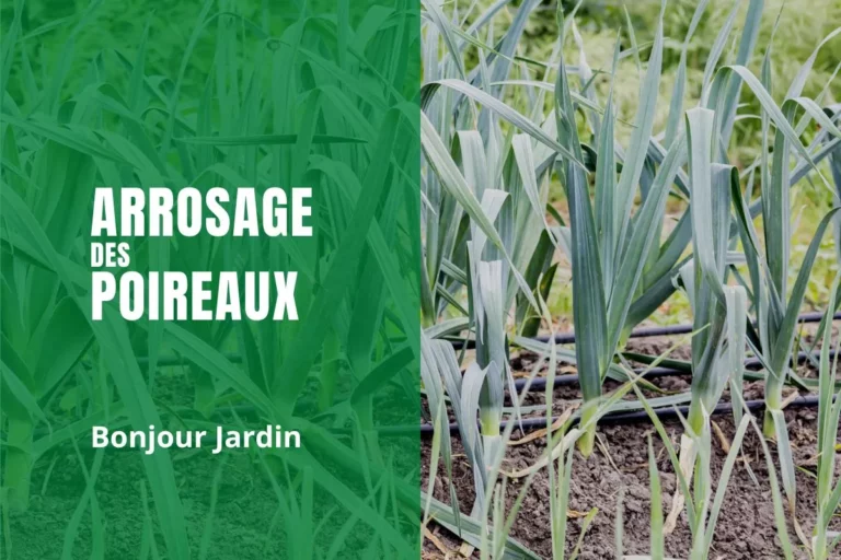 arrosage des poireaux