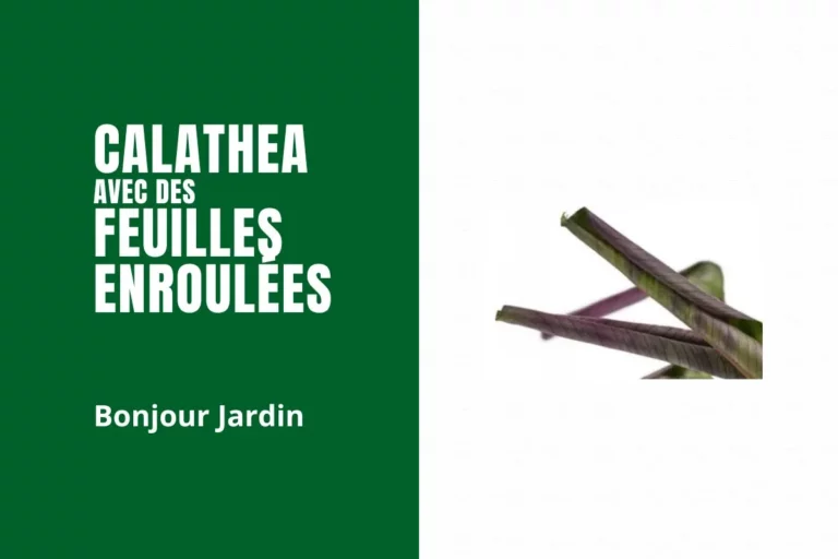 calathea avec des feuilles enroulées