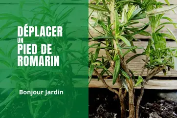Romarin, une plante importante pour votre jardin aromatique