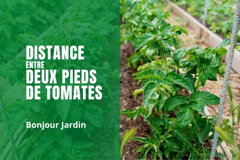 Quelle distance entre deux pieds de tomates
