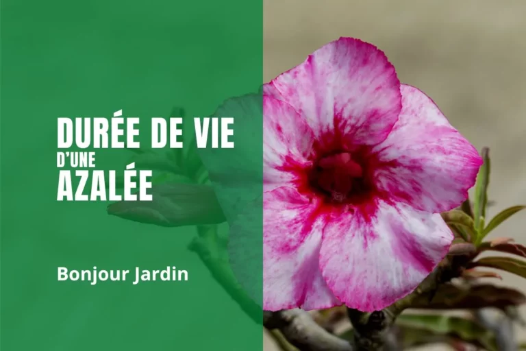 durée de vie d’une azalée