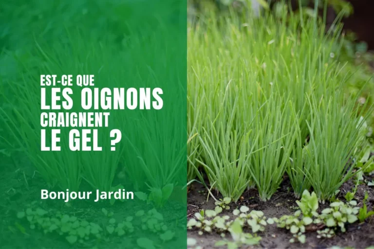 est-ce que les oignons craignent le gel