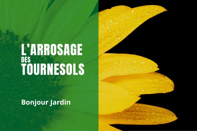l’arrosage des tournesols