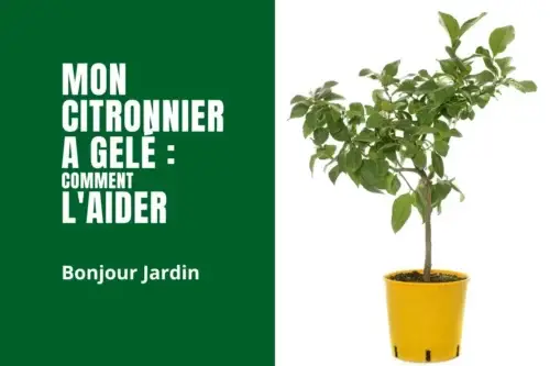 Mon citronnier a gelé : comment l’aider à récupérer