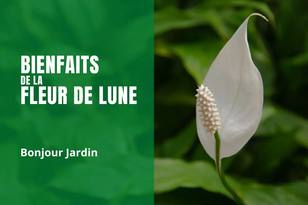 fleur de lune feuilles tombantes
