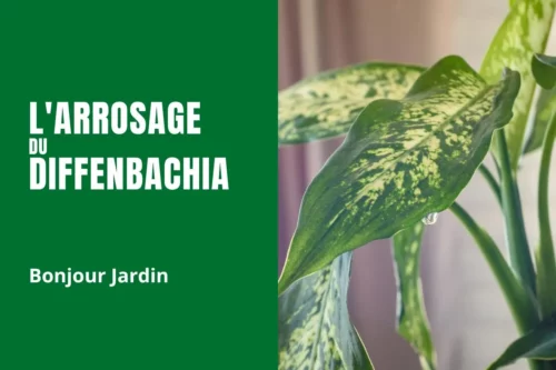 L’Arrosage du Dieffenbachia : pour une Plante Heureuse