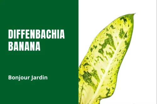 Dieffenbachia Banana : La Plante Tropicale Tendance