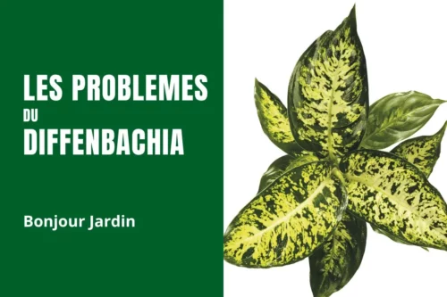 Les problèmes du Dieffenbachia : 5 solutions clés