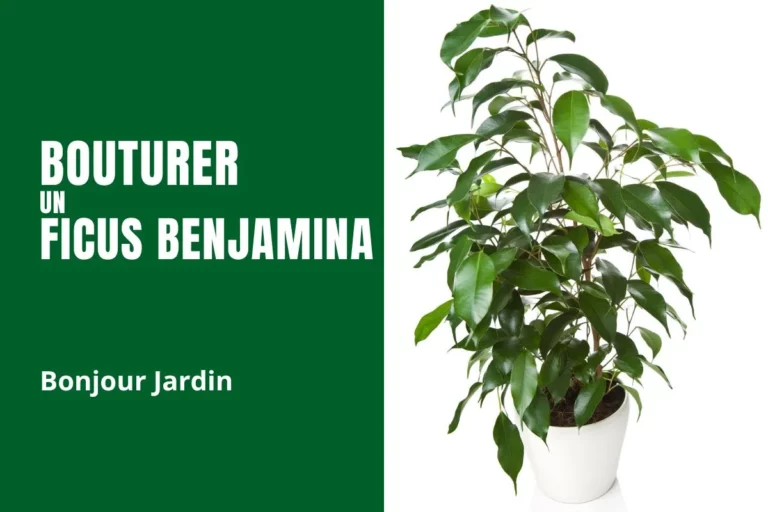 bouturer un ficus benjamina