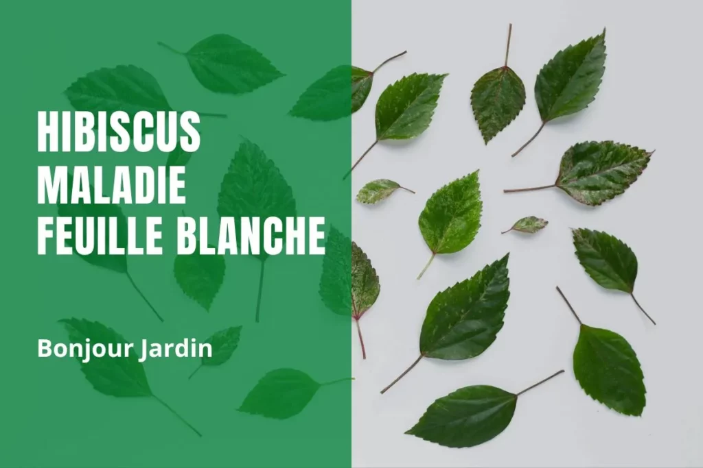hibiscus maladie feuille blanche